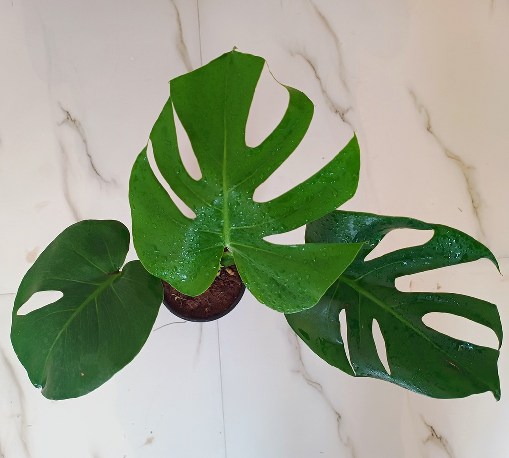 Monstera