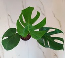 Monstera