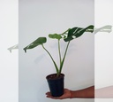 Monstera