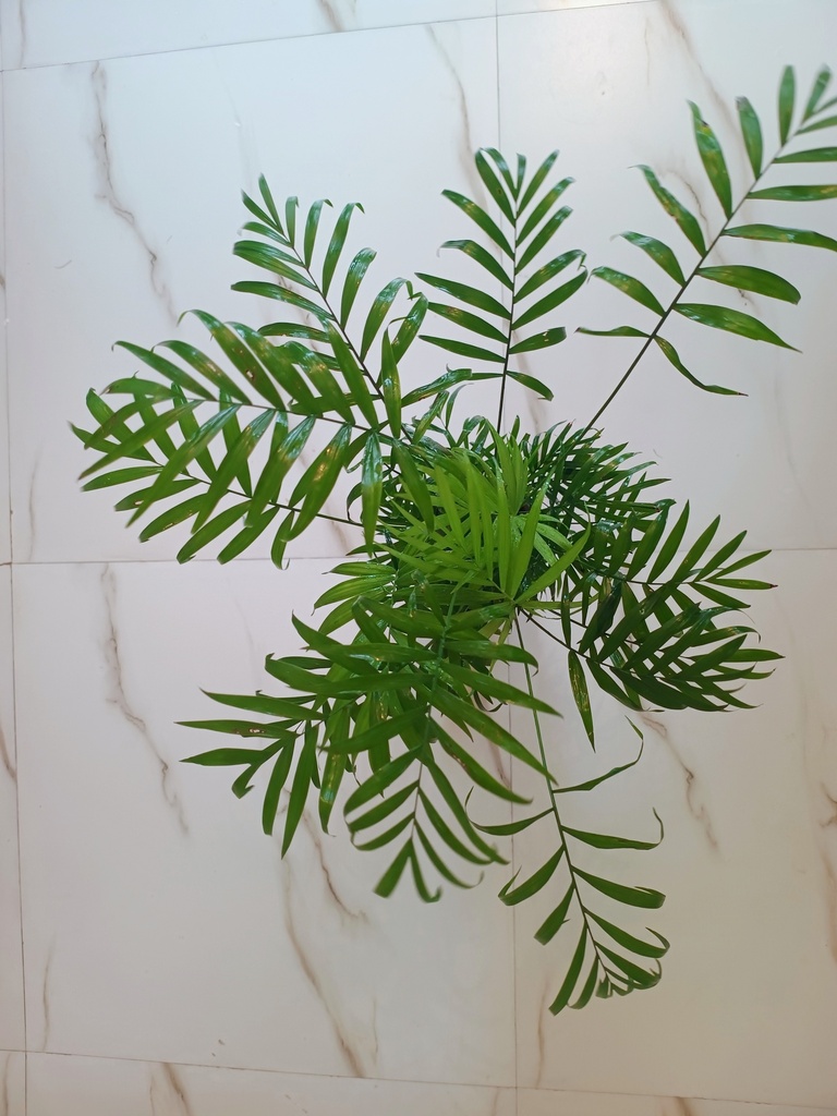 Chamaedorea Elegans