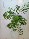 Chamaedorea Elegans