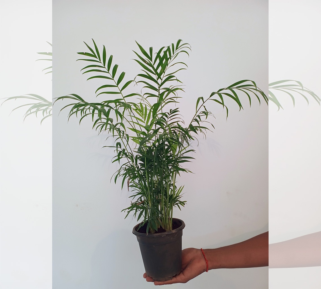 Chamaedorea Elegans