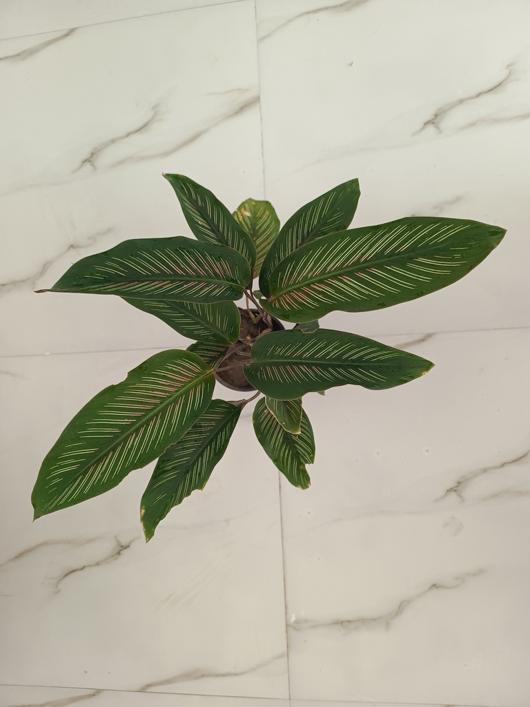 Stripe calathea