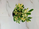 Saplera