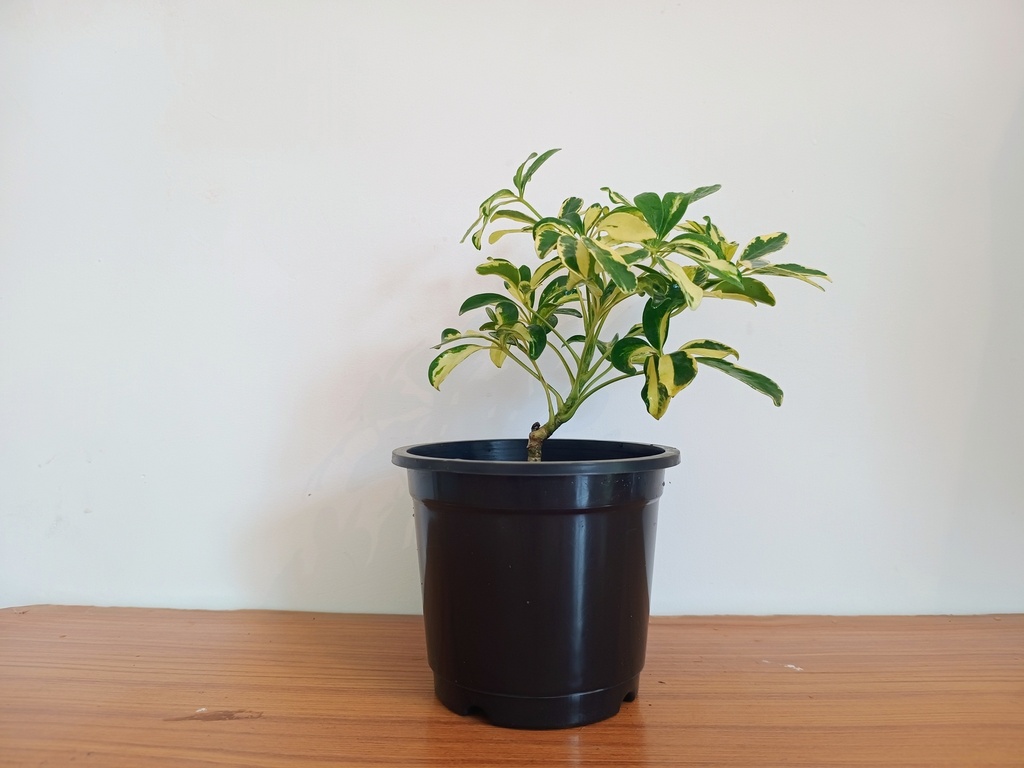Saplera
