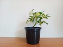 Saplera