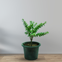 Jade