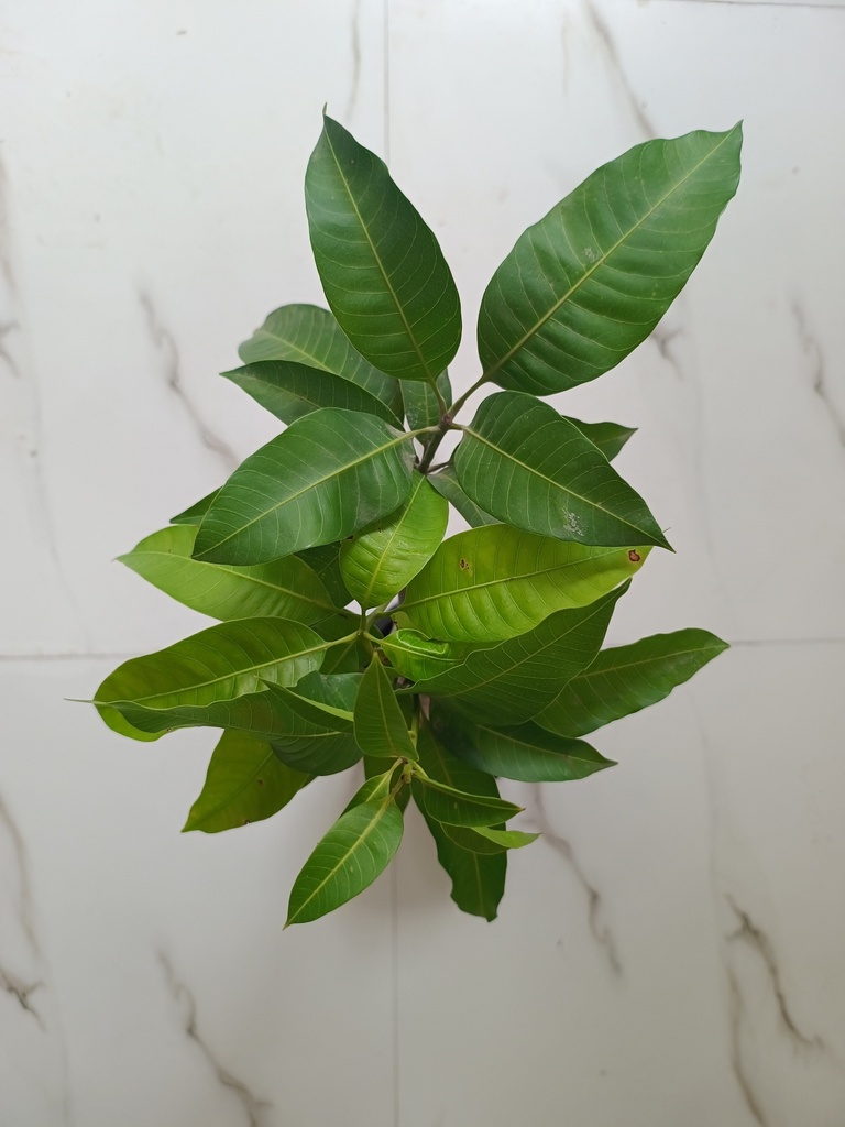 Kesar Mango Tree