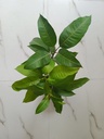Kesar Mango Tree