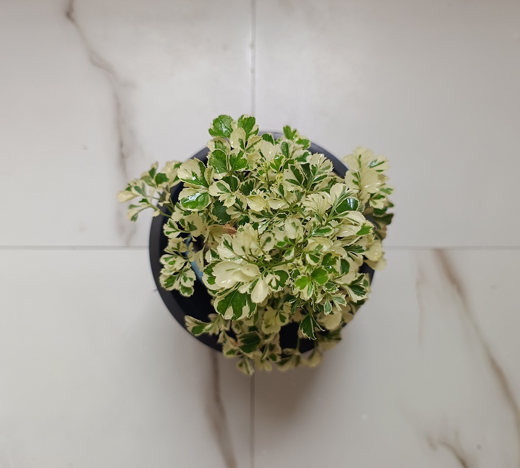 Aralia variegated