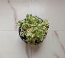 Aralia variegated