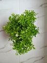 Table Kamini Plant