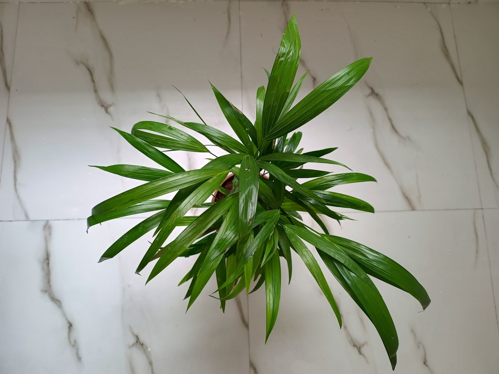 Areca Palm