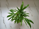 Areca Palm