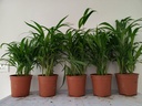 Areca Palm