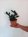 ZZ Plant 