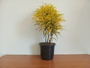 Garden Croton