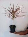 Dracaena tricolour (Dragon Tree)
