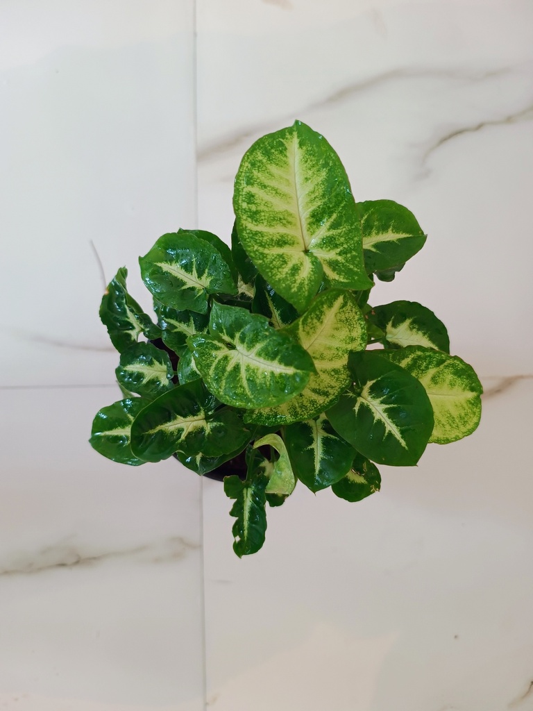 Syngonium (Necklace Plant)