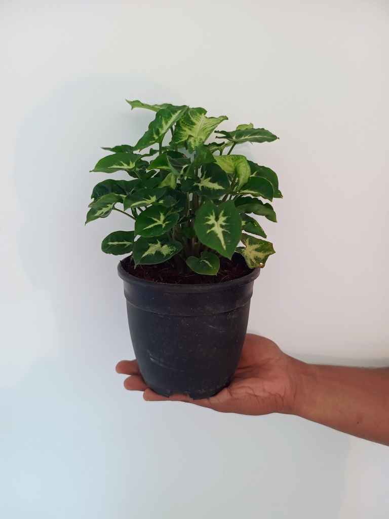 Syngonium (Necklace Plant)
