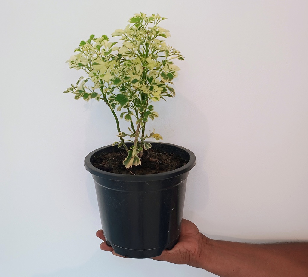 Aralia variegated