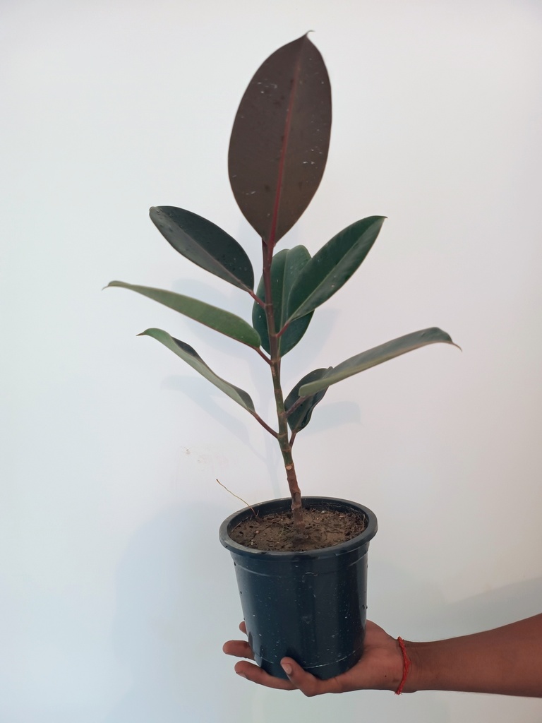 Rubber plant