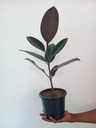 Rubber plant