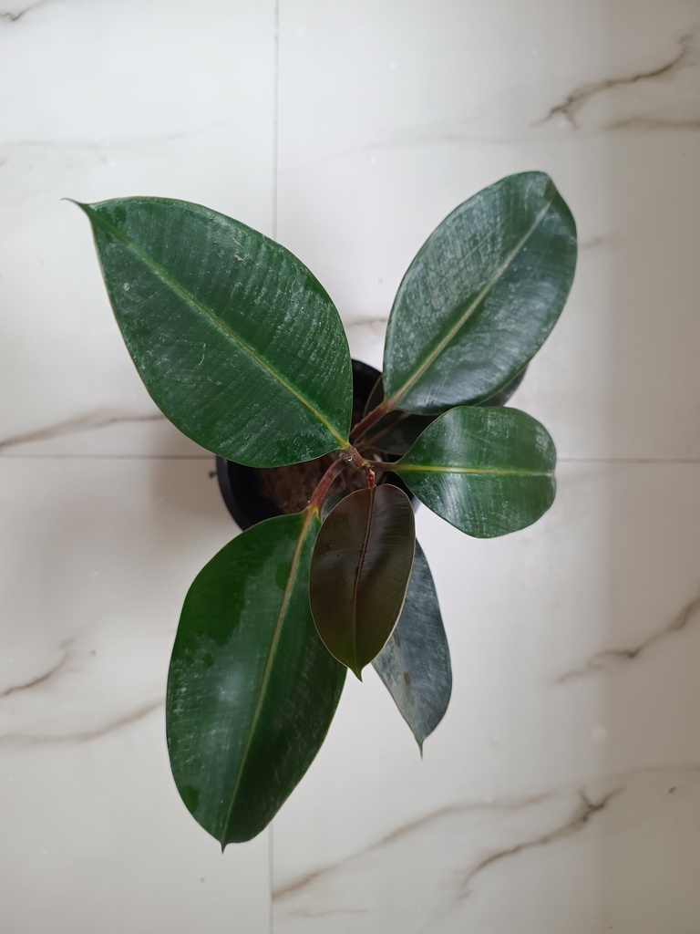 Rubber plant