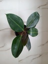 Rubber plant