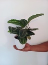 Calathea