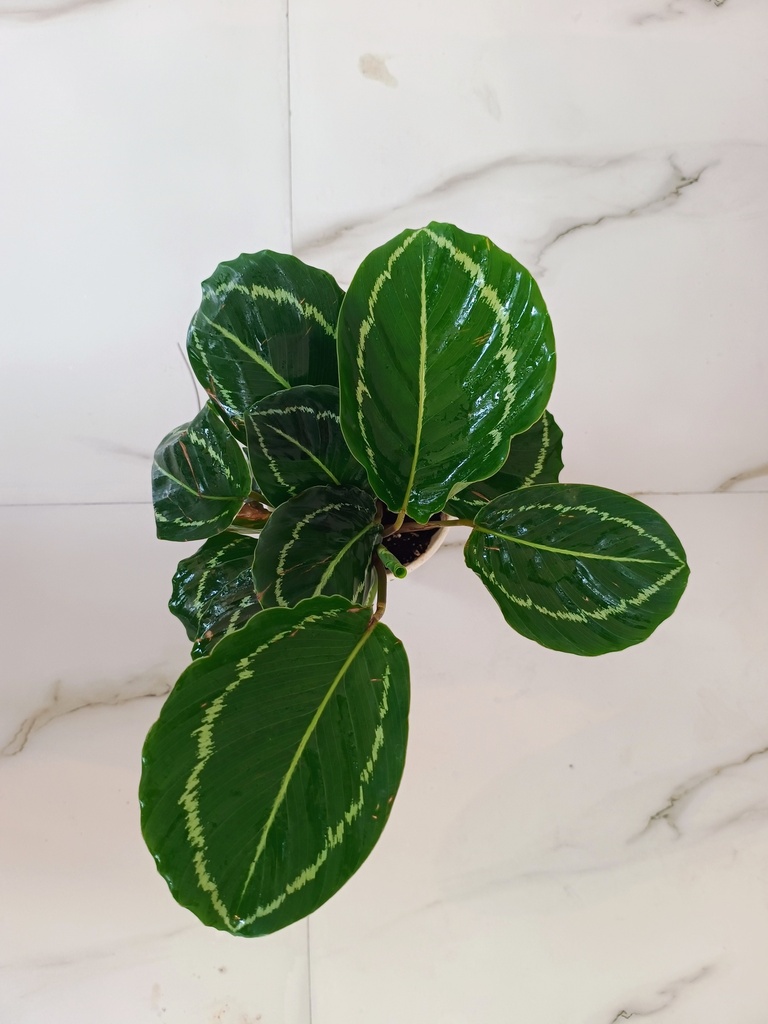 Calathea