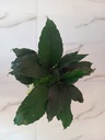 Peace Lily