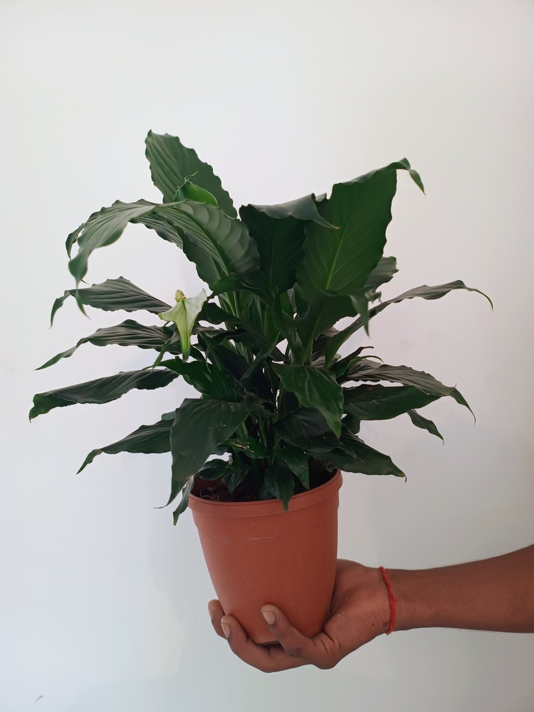 Ixora Plant