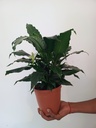 Ixora Plant