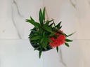 Ixora Plant