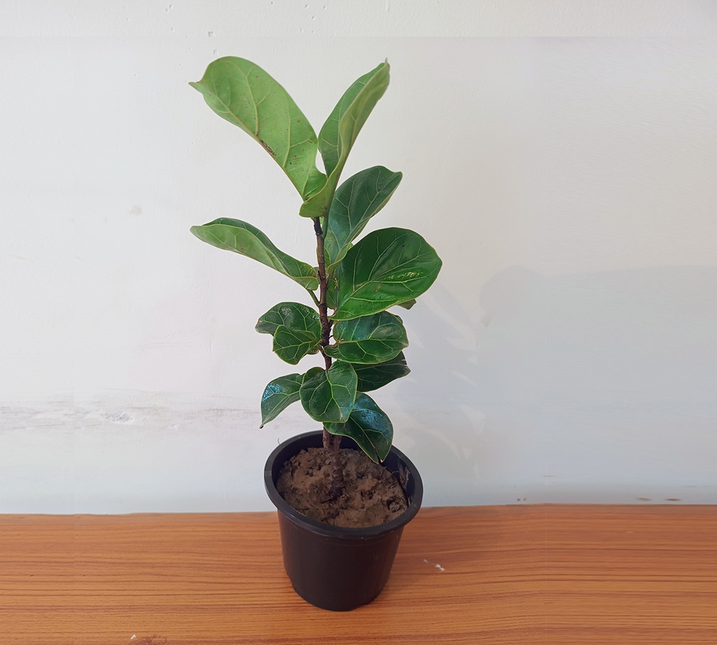 Fiddle Leaf