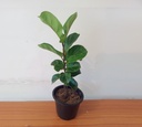 Fiddle Leaf