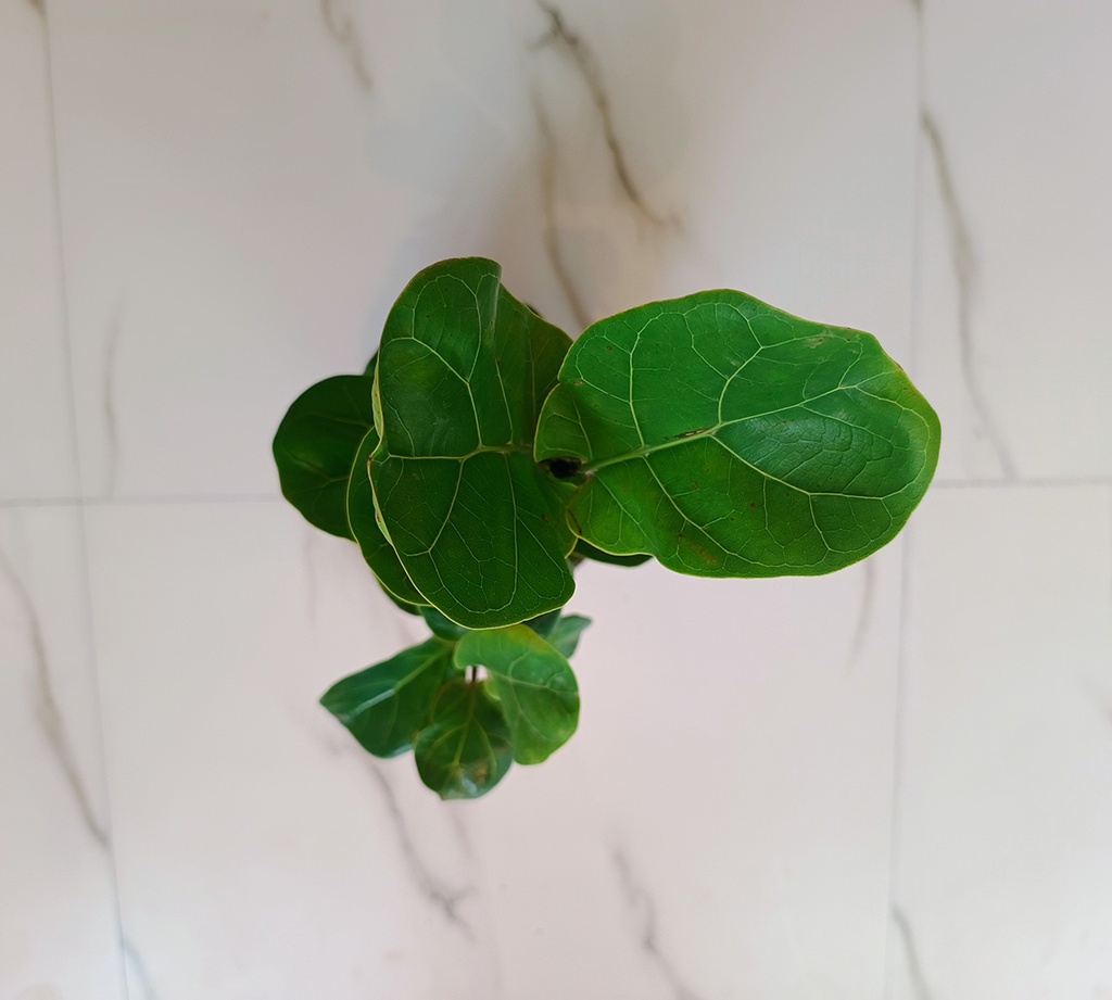 Fiddle Leaf