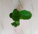 Fiddle Leaf