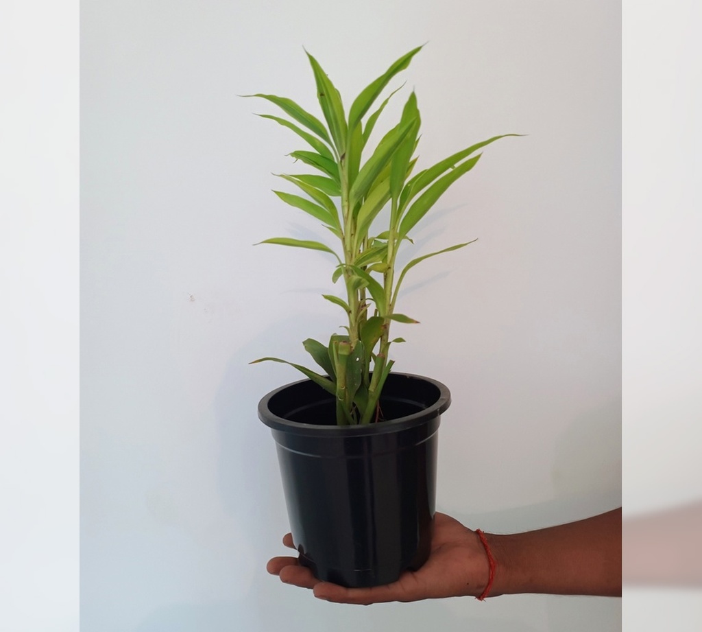 Lucky Bamboo