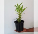 Lucky Bamboo