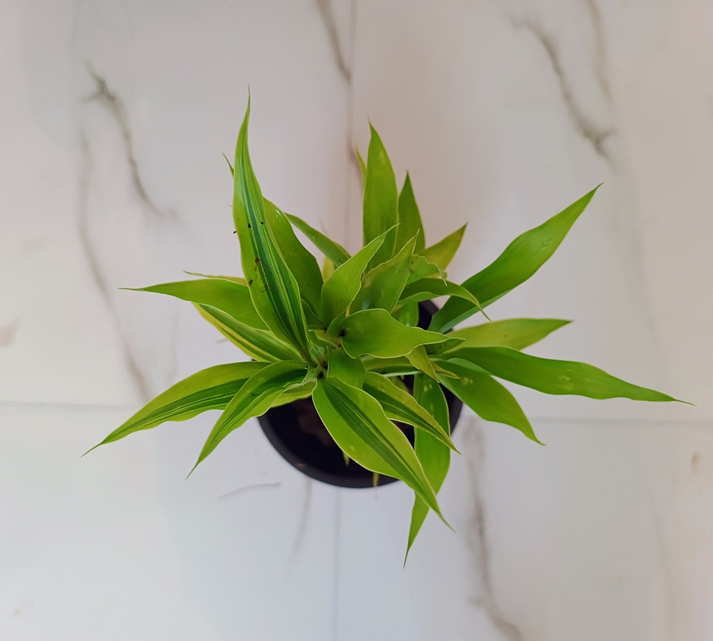 Lucky Bamboo