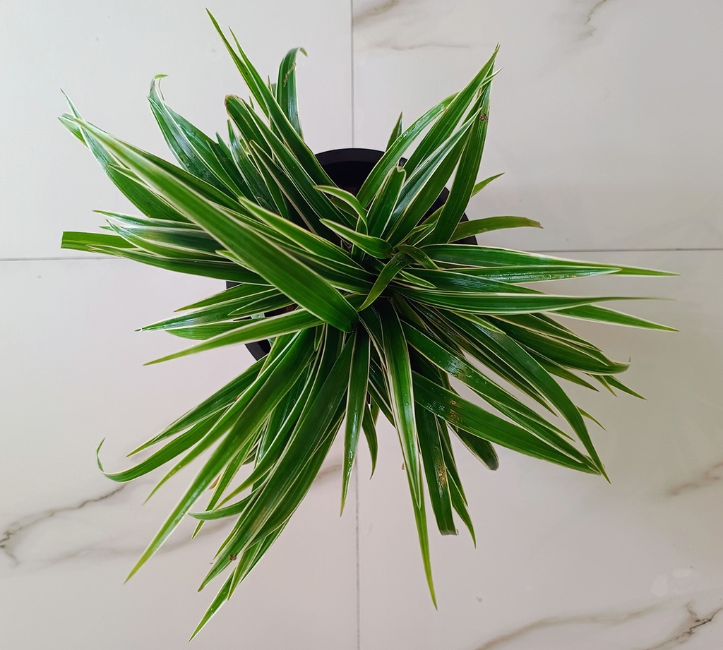 Spider Plant