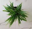 Spider Plant