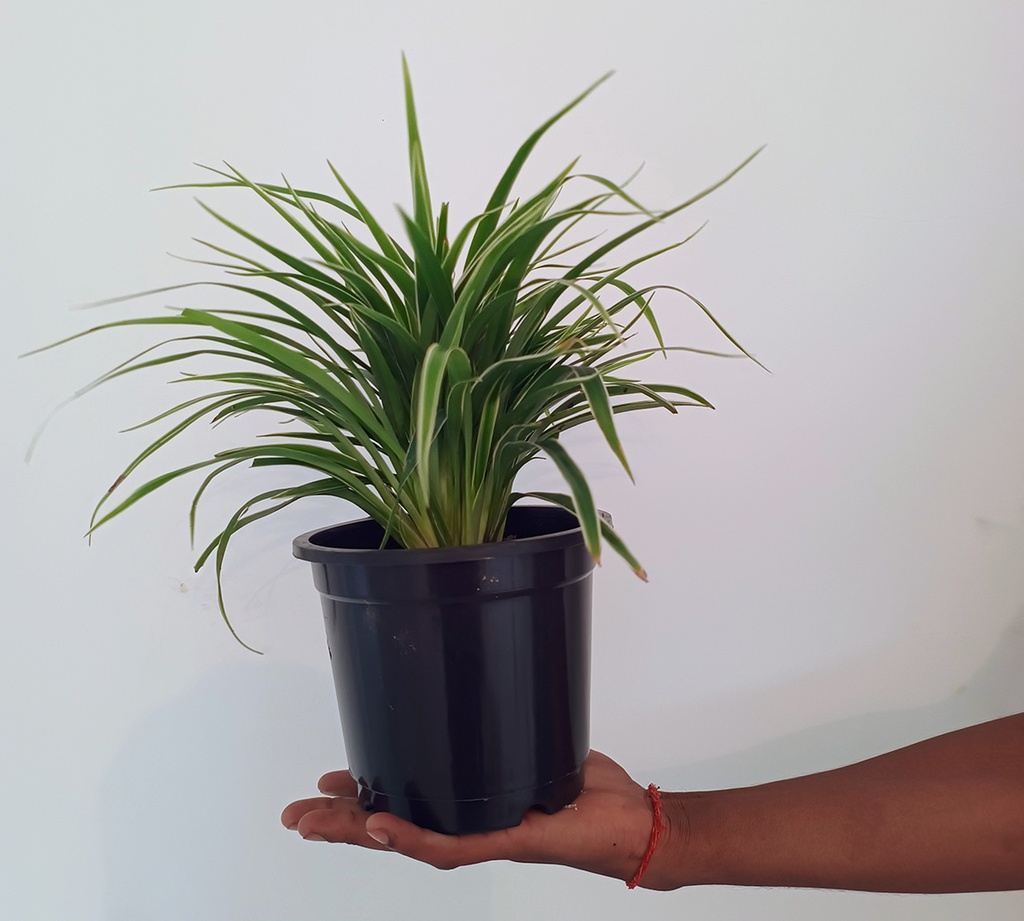 Spider Plant