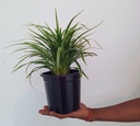 Spider Plant