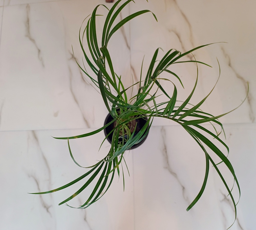 Pheonix Palm