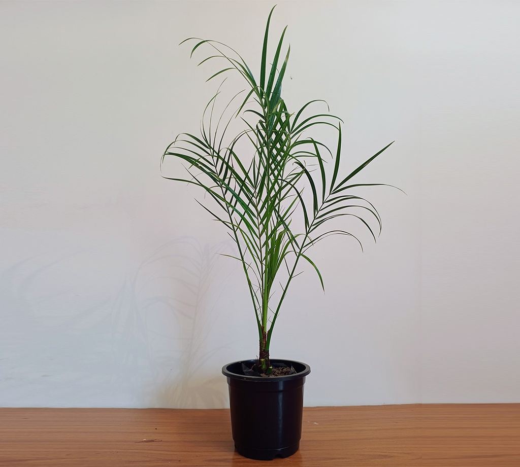 Pheonix Palm