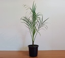 Pheonix Palm