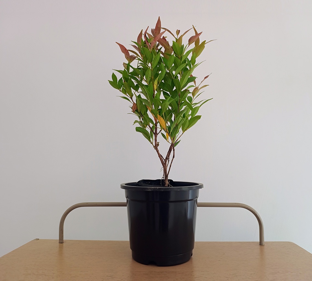 Bush Cherry